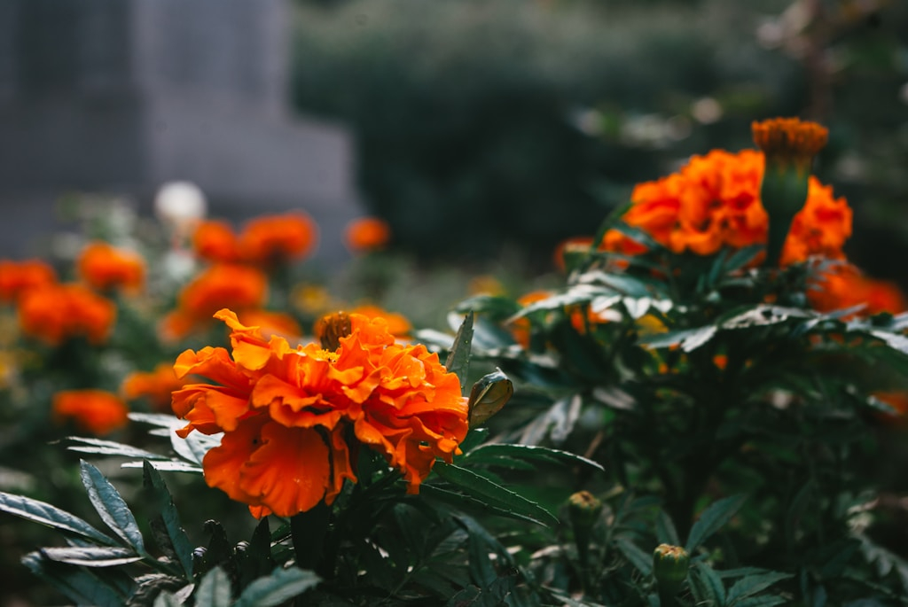 Międzynarodowy transport zwłok – co warto wiedzieć?